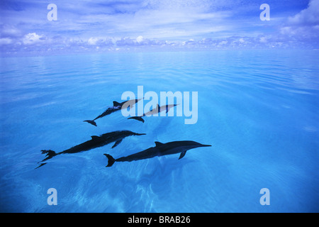 Vier Hawaii / Grays-Spinner-Delfine (Stenella Longirostris Longirostris), Midway-Inseln, Pazifik Stockfoto