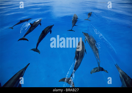 Herde von Hawaiian / grau der Spinner-Delfine (Stenella Longirostris Longirostris), Midway-Inseln, Pazifik Stockfoto