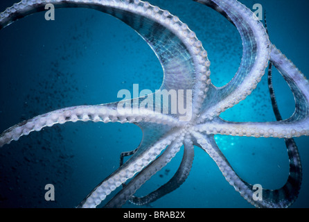 Blickte zu Tentakeln der Mimik Oktopus (Thaumoctopus Mimicus) schwimmen, Sulawesi, Indonesien. Stockfoto