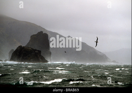 Wanderalbatros (Diomedea Exulans) fliegen in 60 Knoten Wind am Kap Hoorn, Chile. Stockfoto