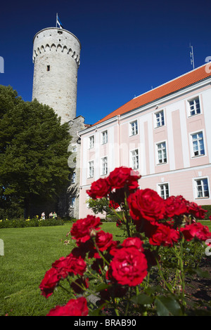 Pikk Hermann (groß Hermann) Turm Burg auf dem Domberg, dem Domberg, Tallinn, Estland, Baltikum, Europa Stockfoto