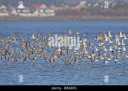 Roter Knoten, Calidris Canutus in Scharen Stockfoto