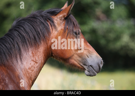 Leiter der schönen Bucht Welsh Cob Stockfoto