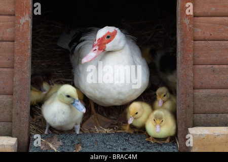 Muscovey Duck mit jungen Entlein auf einem Norfolk Small Holding Spring Stockfoto