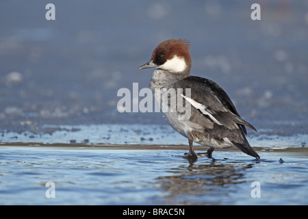 Zwergsäger, Mergus Albellus, Ente auf Eis Stockfoto