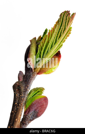Schwarz-Erle / Europäische Erle / Schwarzerle (Alnus Glutinosa) Knospen öffnen und Blättchen entstehen im Frühjahr, Belgien Stockfoto