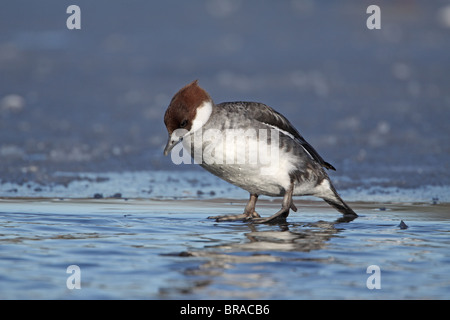 Zwergsäger, Mergus Albellus, Ente auf Eis Stockfoto