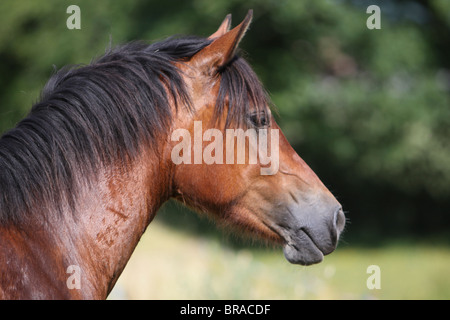 Leiter der schönen Bucht Welsh Cob Stockfoto