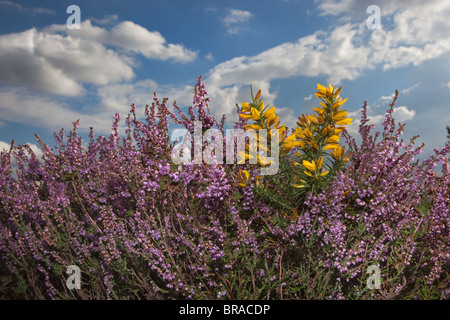 Ginster & Heather in voller Blüte auf Kelling Heath Norfolk Stockfoto