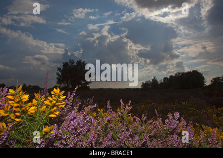 Ginster & Heather in voller Blüte auf Kelling Heath Norfolk Stockfoto