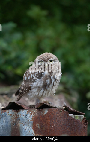 Steinkauz Athene Noctua Juvenile auf Zinn vergossen Norfolk Mitte August Stockfoto