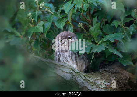 Steinkauz Athene Noctua Juvenile auf Zinn vergossen Norfolk Mitte August Stockfoto