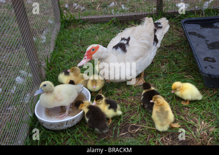 Muscovey Duck mit jungen Entlein auf einem Norfolk Small Holding Spring Stockfoto