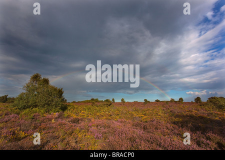 Regenbogen über Kelling Heath Norfolk mit Ginster & Heather in voller Blüte Stockfoto