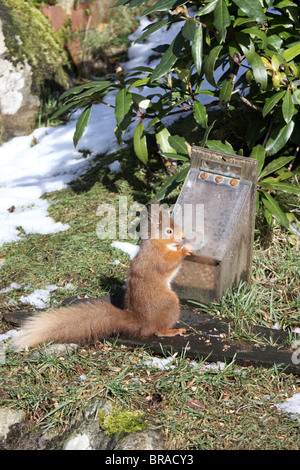 Eichhörnchen Sciurus Vulgaris bei feeder Stockfoto