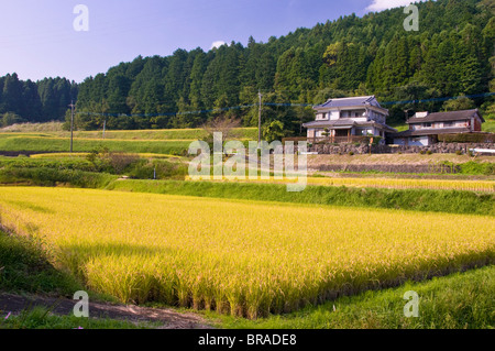 Reisterrassen reif für die Ernte, in der Nähe von Oita, Kyushu, Japan, Asien Stockfoto