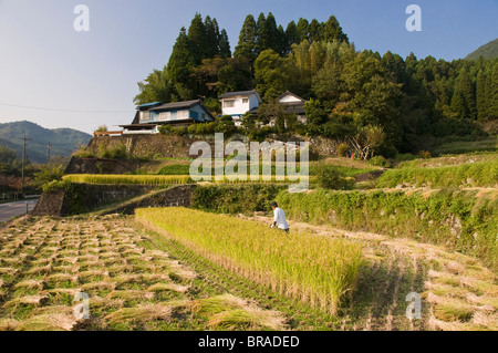 Man Ernte Reis maschinell in kleinen terrassierten Reisfelder in der Nähe von Oita, Kyushu, Japan, Asien Stockfoto