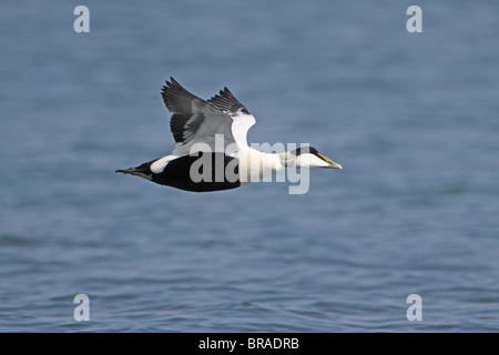 Eiderente, Somateria Mollisima, Drake im Flug Stockfoto