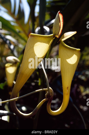 Madagaskar-Kannenpflanze, eine fleischfressende Pflanze, die beeindruckende Kannen produziert, die das Insekt, Madagaskar Beutefang Stockfoto