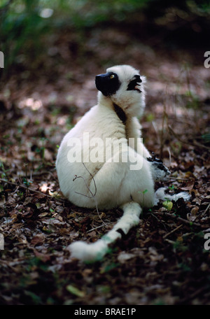 Verreaux Sifaka (Propithecus Verreauxi) alle weiße Jugendliche sitzen auf Wald Boden, Berenty Reservat, Süd-Madagaskar Stockfoto