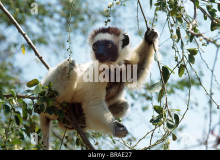 Verreaux Sifaka (Propithecus Verreauxi) Fütterung auf Baum, Berenty Reservat, Süd-Madagaskar, Afrika Stockfoto