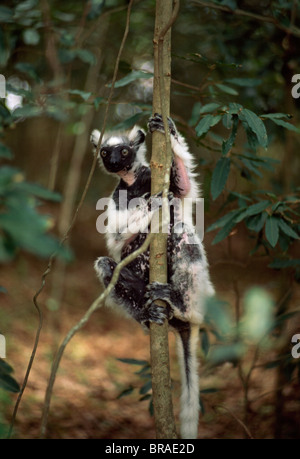 Verreaux Sifaka (Propithecus Verreauxi), eine ältere Opa in trockenem Laubwald, Berenty Reservat, Süd-Madagaskar Stockfoto