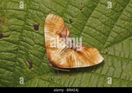 Verbrannte Flügel, Plagodis dolabraria Stockfoto