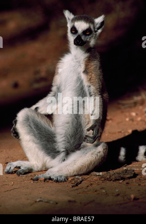 Katta (Lemur Catta) Sonnenbaden am Boden, Berenty, Süd-Madagaskar, Afrika Stockfoto