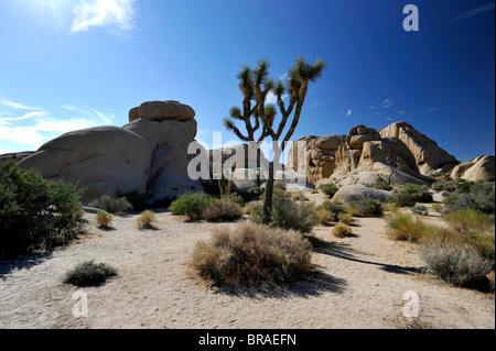 Joshua Tree Nationalpark Arizona Stockfoto