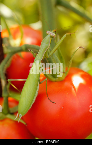 Gottesanbeterin in Tomatenpflanze. Stockfoto