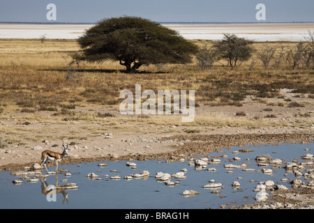 Springbok Wasserloch, Etosha-Pfanne, Etosha Nationalpark, Namibia, Afrika Stockfoto
