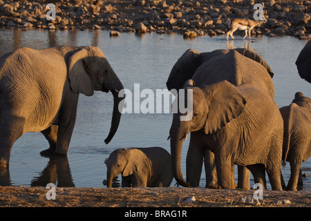 Elefanten (Loxodonta Africana) an einem Wasserloch, Okaukuejo, Etosha Nationalpark, Namibia, Afrika Stockfoto