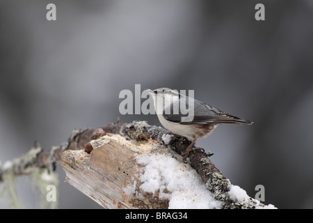 Eurasische Kleiber Sitta Europea, Svartadalen, Mittelschweden Stockfoto