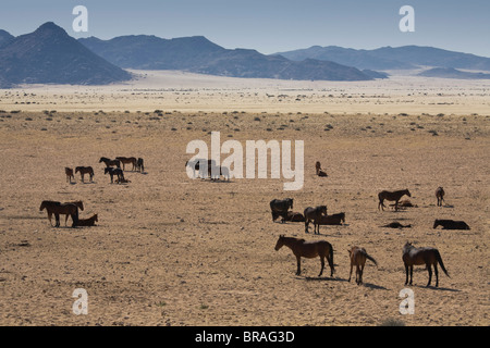 Wilde Pferde in der Nähe Aus, Namib-Wüste, Namibia, Afrika Stockfoto