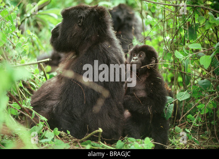Weibliche Berggorillas (Gorilla g. Beringei) mit Kleinkind, Virunga-Vulkane, Ruanda, Afrika Stockfoto