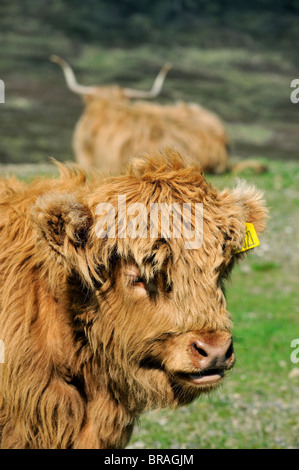 Highland-Kalb (Bos Taurus) im Feld auf der Isle Of Skye, Schottland, UK Stockfoto