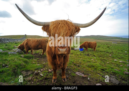 Highland Kühe (Bos Taurus) auf der Isle Of Skye, Schottland, UK Stockfoto