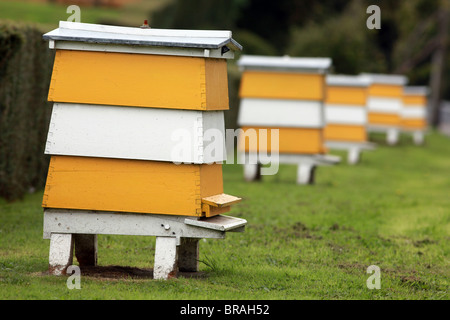 Bild von Mark Passmore/markpassmore.com. 09.12.2010. Eine Reihe von farbigen Bienenstöcke. Stockfoto