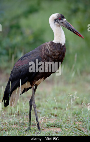 Wollig-necked Storch (Ciconia Episcopus), Imfolozi Game Reserve, Südafrika, Afrika Stockfoto