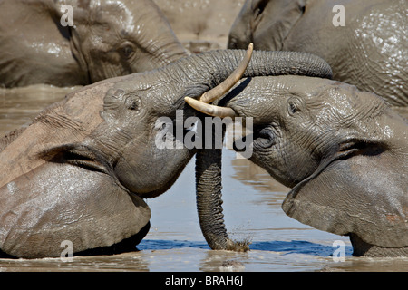 Zwei afrikanischen Elefanten (Loxodonta Africana) spielen in ein Schlammbad, Addo Elephant National Park, Südafrika, Afrika Stockfoto