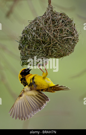 Männliche Spotted-backed Weaver (Dorf Weaver) (Ploceus Cucullatus) Gebäude ein Nest, Hluhluwe Game Reserve, Südafrika, Afrika Stockfoto