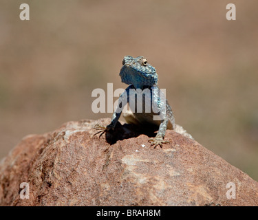 Männliche Southern Rock Agama (Agama Atra Atra), Mountain Zebra National Park, Südafrika, Afrika Stockfoto