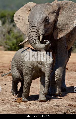 Baby afrikanischer Elefant (Loxodonta Africana) mit seiner Mutter, Addo Elephant National Park, Südafrika, Afrika Stockfoto