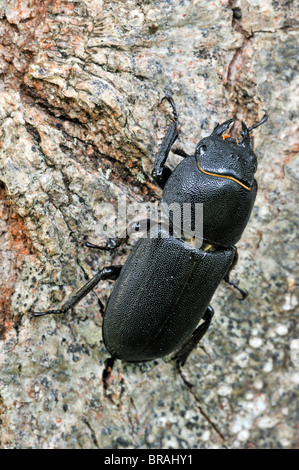 Geringerem Hirschkäfer (Dorcus Parallelipipedus) im Wald Stockfoto
