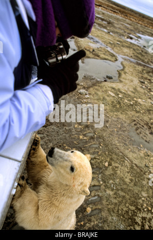 Neugierig Eisbär nahe zu begegnen, wie Bären, Tundra Buggy zu sehen, Touristen in Churchill Manitoba Kanada aussieht, Stockfoto