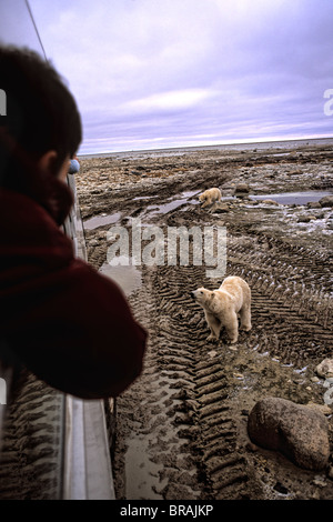 Neugierig Eisbär nahe zu begegnen, wie Bären, Tundra Buggy zu sehen, Touristen in Churchill Manitoba Kanada aussieht, Stockfoto