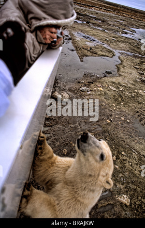 Neugierig Eisbär nahe zu begegnen, wie Bären, Tundra Buggy zu sehen, Touristen in Churchill Manitoba Kanada aussieht, Stockfoto