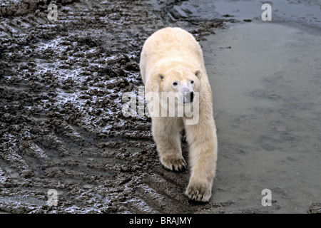 Neugierig Eisbär nah begegnen, wie Spaziergänge in der Nähe von Menschen tragen in Churchill Manitoba Kanada Stockfoto