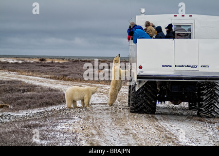 Neugierig Eisbär nahe zu begegnen, wie Bären, Tundra Buggy zu sehen, Touristen in Churchill Manitoba Kanada aussieht, Stockfoto