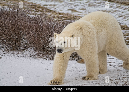 Neugierig Eisbär nah begegnen, wie Spaziergänge in der Nähe von Menschen tragen in Churchill Manitoba Kanada Stockfoto